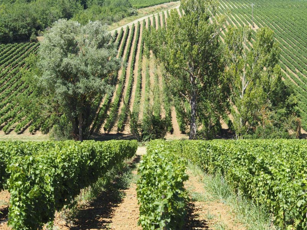 Le Mas De Doat, Gite De Charme 4 Etoiles Dans Le Triangle D Or Proche Gaillac Et Albi Senouillac Bagian luar foto